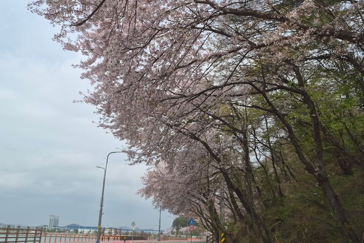 Short-term Rentals in Sacheon City 16th image