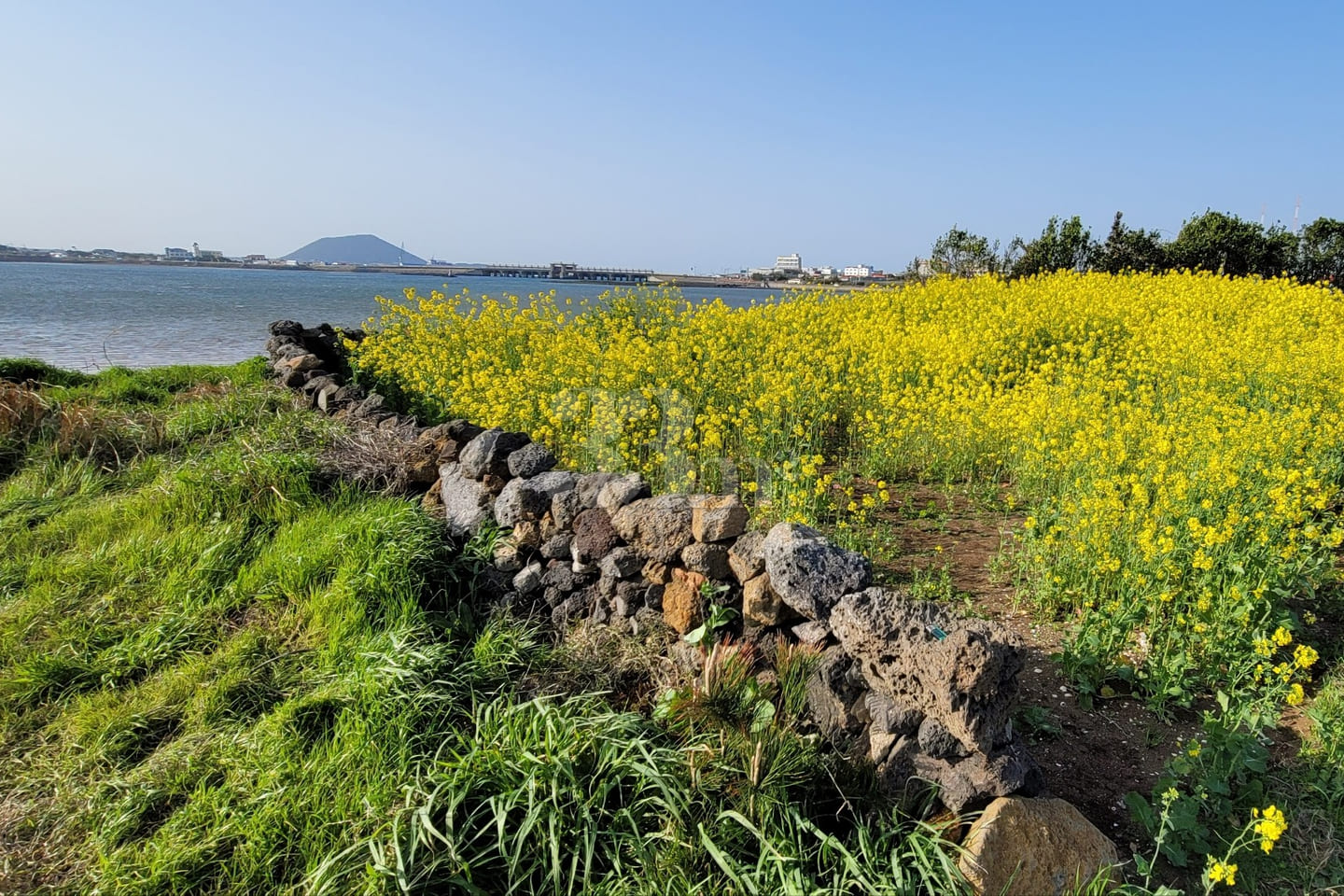 [Jeju] Canola Flowers and Ojo Lake 7th image