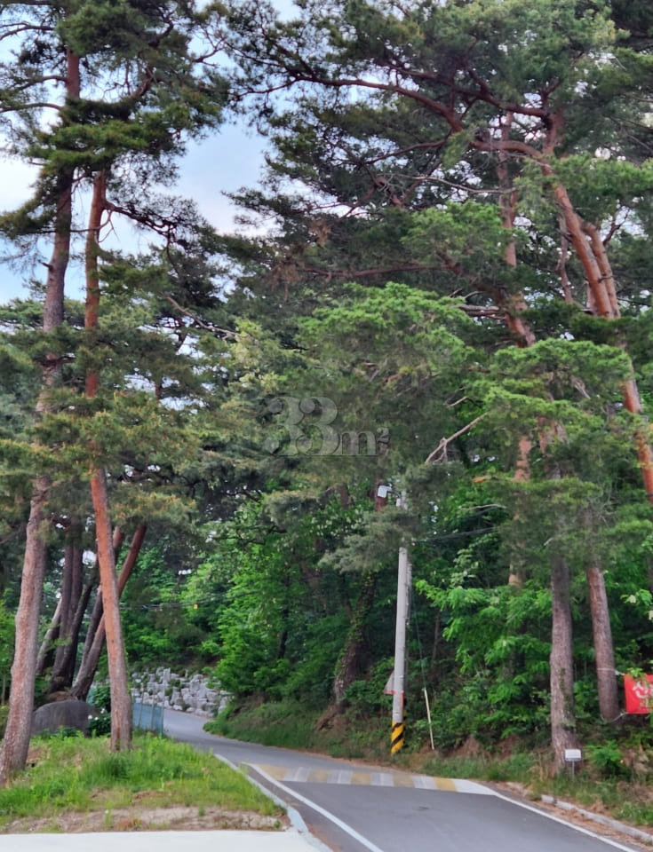 Unit 101, Gangneung Pine Forest Path 4th image