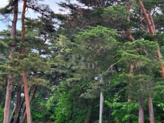 Unit 101, Gangneung Pine Forest Path 4th image