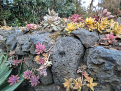 Stone house with a yard in the Jeju countrysi 12th image