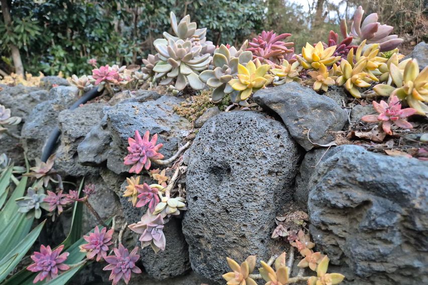 제주시골 마당있는 돌집