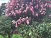 송당마당넓은 감성하우스 17번째 이미지