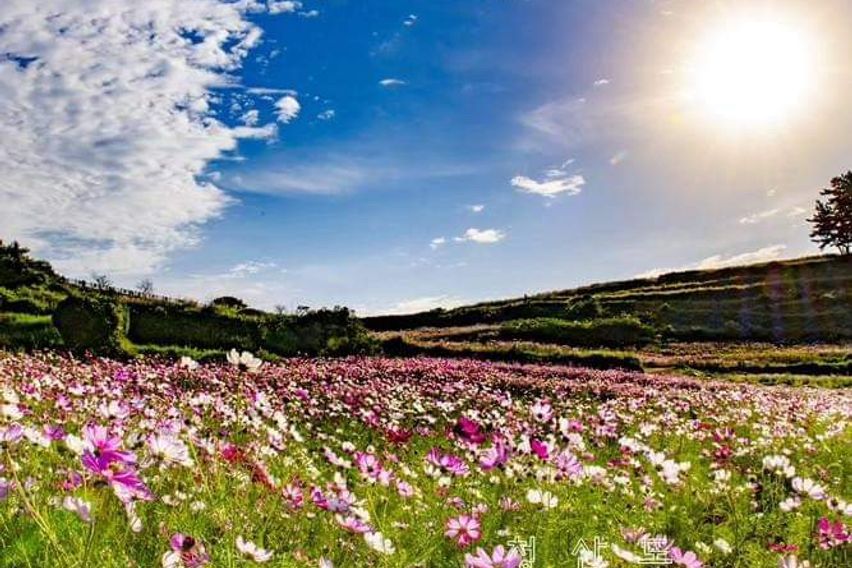 청산도 락 한옥 대나무