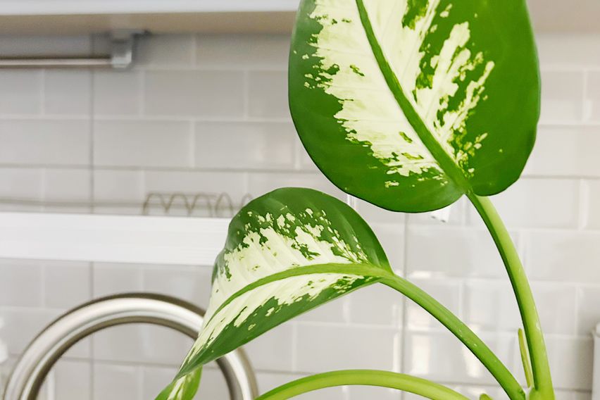 오픈이벤트•쓰리룸