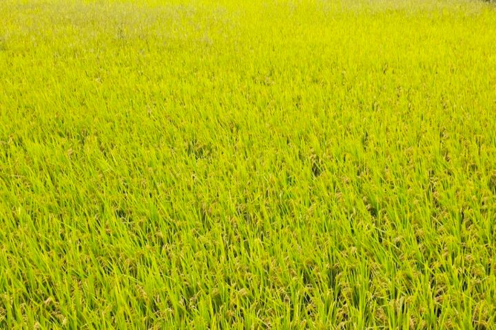 (경주소유원) 소나무실 14번째 이미지