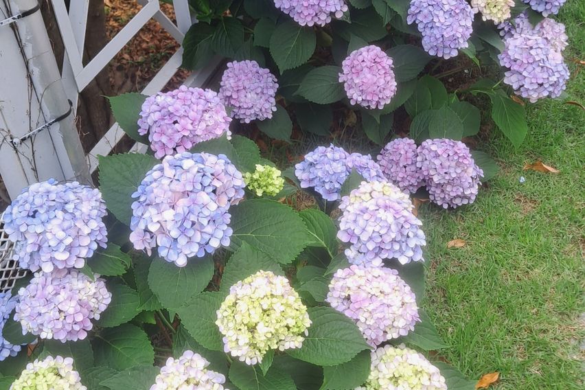 네스트하우스독채(애견)