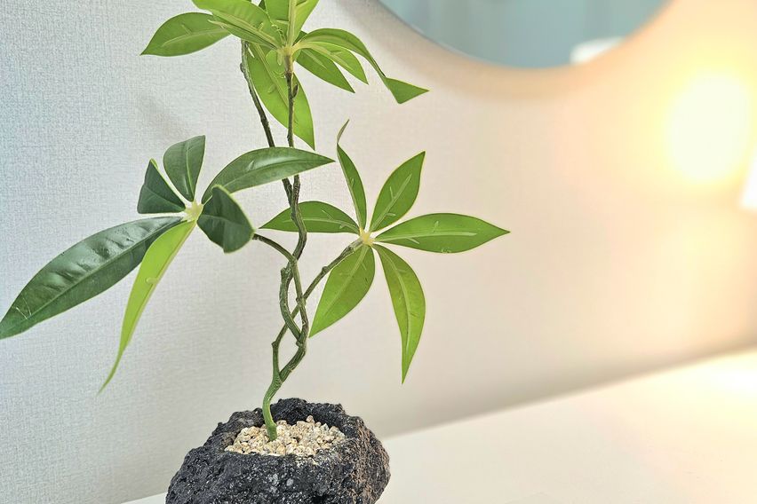 로와스테이디럭스A1타입