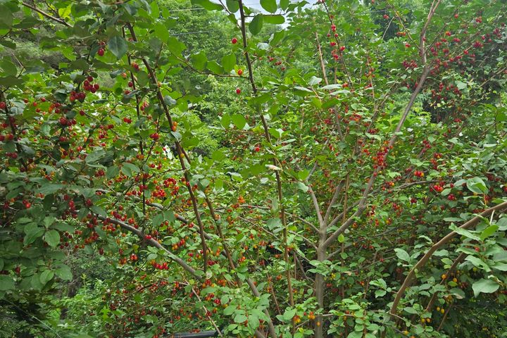 "Sansae-dong" – A Private Cabin for a Nature- 19th image