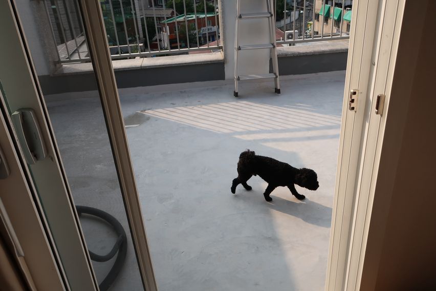 복층나무|반려동반 13번째 이미지