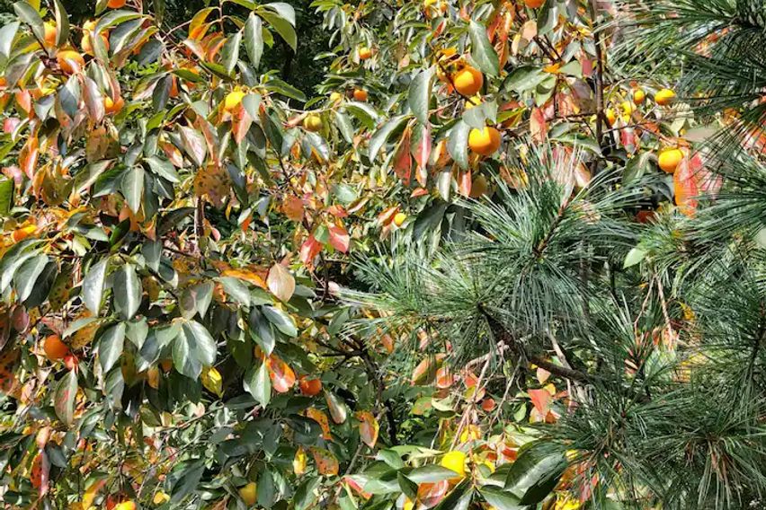 북한산 감나무별장2명