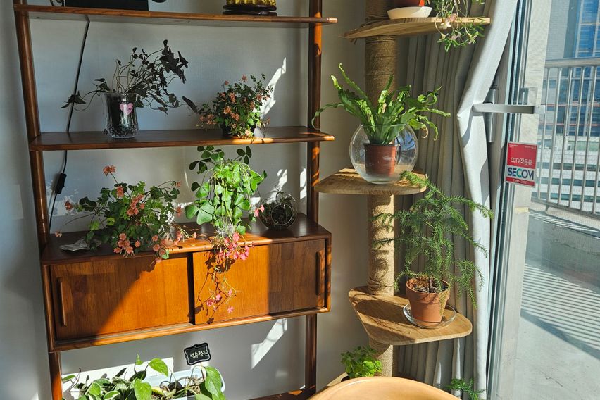 한강뷰 with 고양이