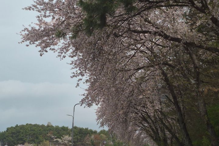 Short-term Rentals in Sacheon City 17th image