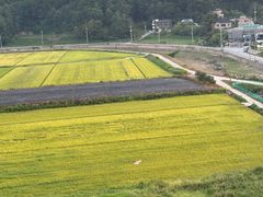 🌈강릉 오죽헌 햇살맛집 15번째 이미지