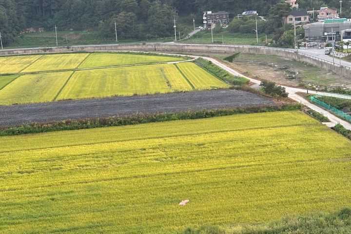 🌈강릉 오죽헌 햇살맛집 15번째 이미지