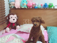 Cozy 🩷 Dunsan Mannyeon #FullyFurnished 1th image