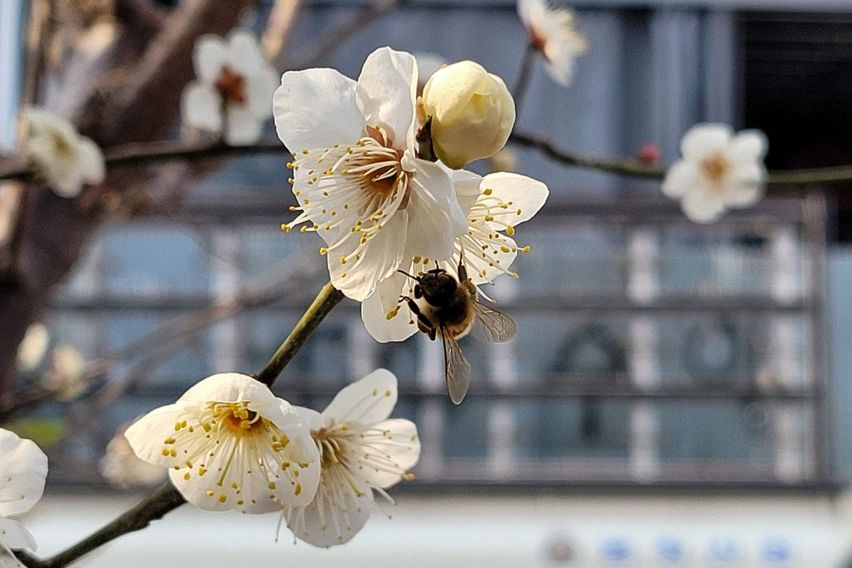 매화나무 있는 집 1층 1번째 이미지