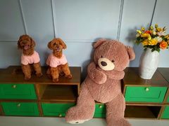 Shinhwa World pet-friendly accommodation 8th image