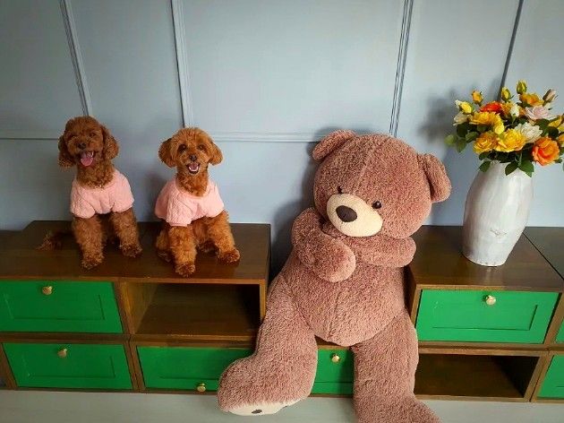 Shinhwa World pet-friendly accommodation 8th image