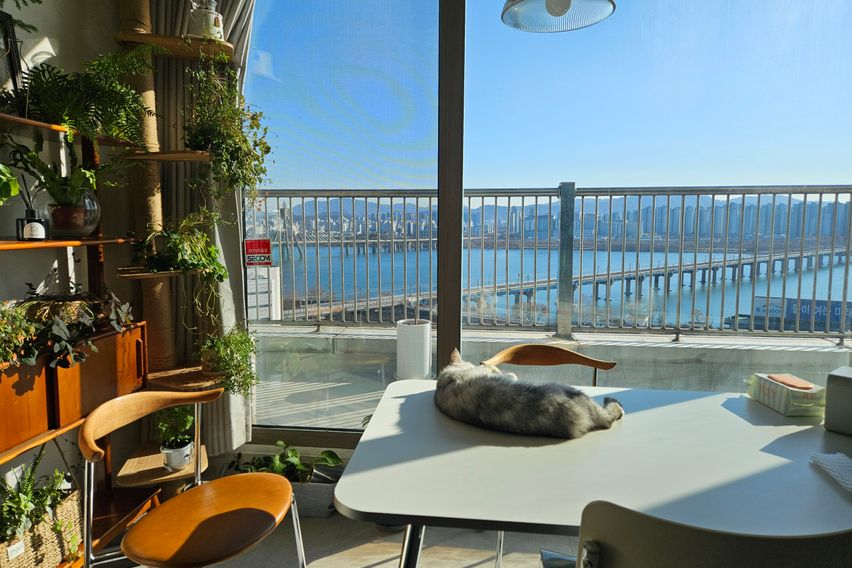 한강뷰 with 고양이