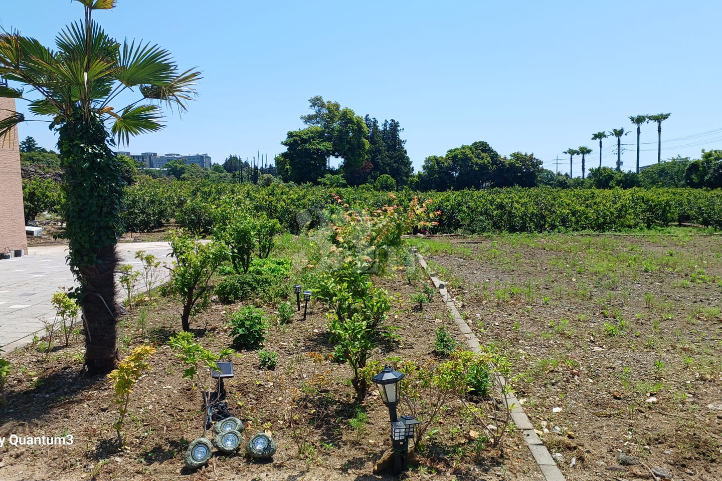 Seogwipo Tangerine Farm Accommodation 11th image