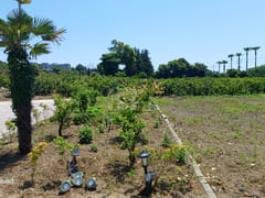 Seogwipo Tangerine Farm Accommodation 11th image
