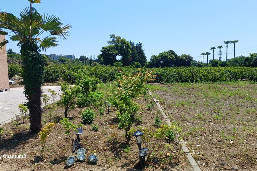 서귀포 감귤밭 숙소