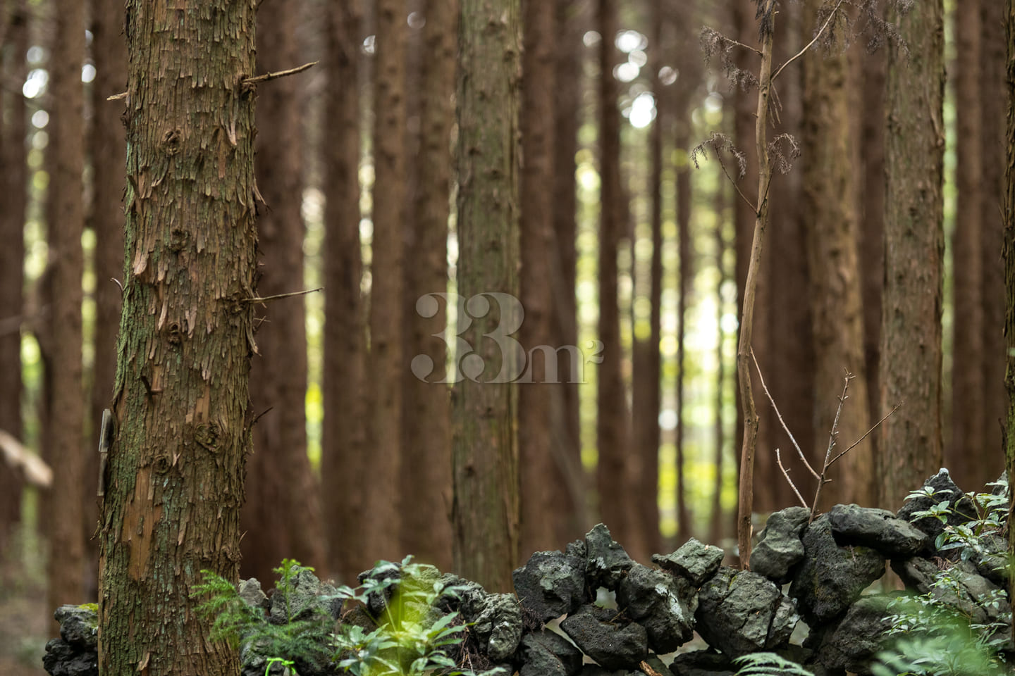Healing in the clear forest of Hallasan Mount 2th image