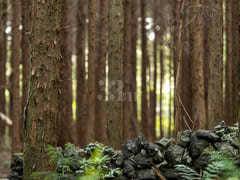 Healing in the clear forest of Hallasan Mount 2th image