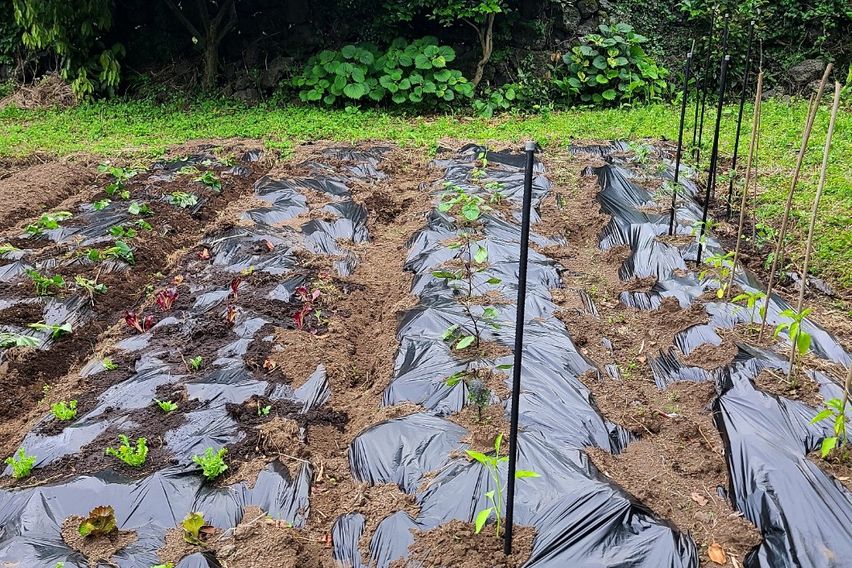 서귀포 텃밭 단독주택 