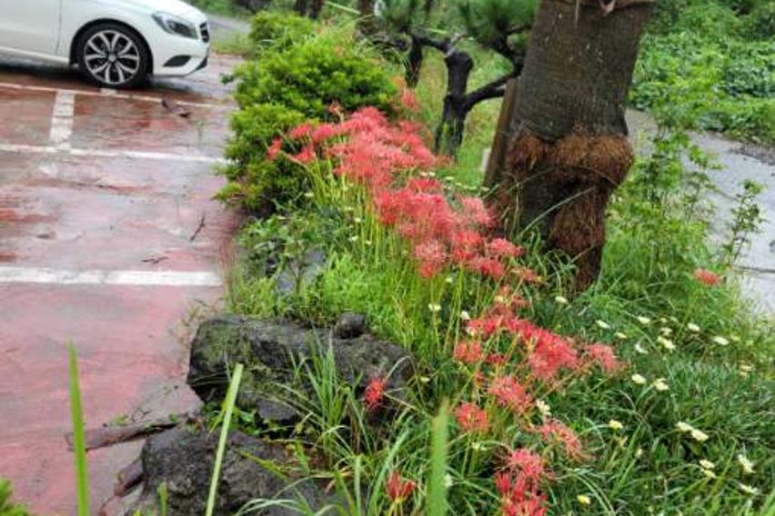 Aewol Sea View Couple Room 9th image