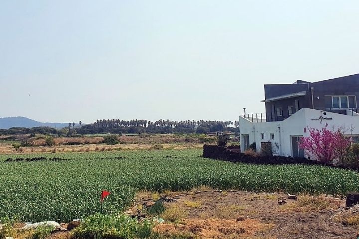 산방산 돌담_달무리 14번째 이미지