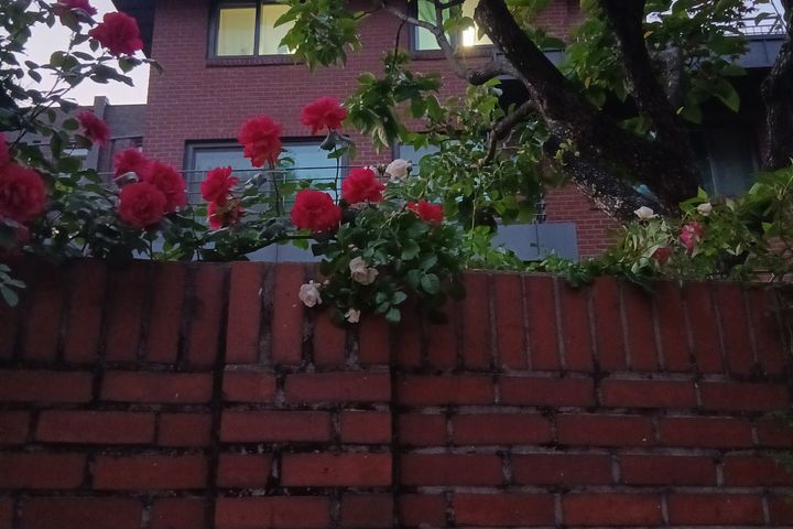 Jongno, Buam-dong, beautiful yard, forest-vie 1th image