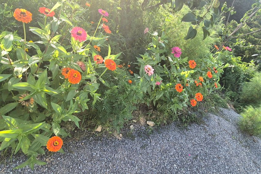 40평독채애견동반촌캉스