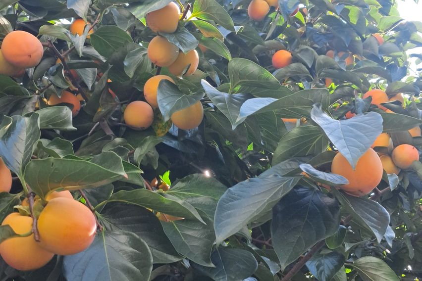 춘천 공지천 감나무집