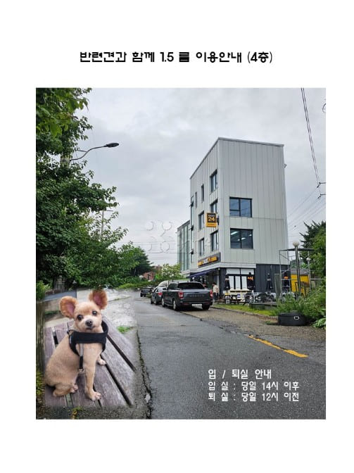 4th floor with a pet cat 12th image