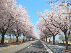 성수기 라벤더 17번째 이미지
