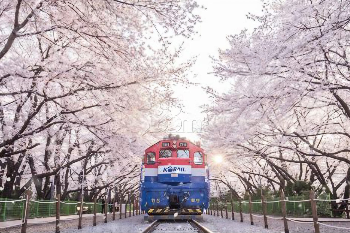Dreaming Cherry Blossoms in Jinhae 18th image