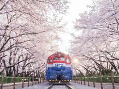 Dreaming Cherry Blossoms in Jinhae 18th image