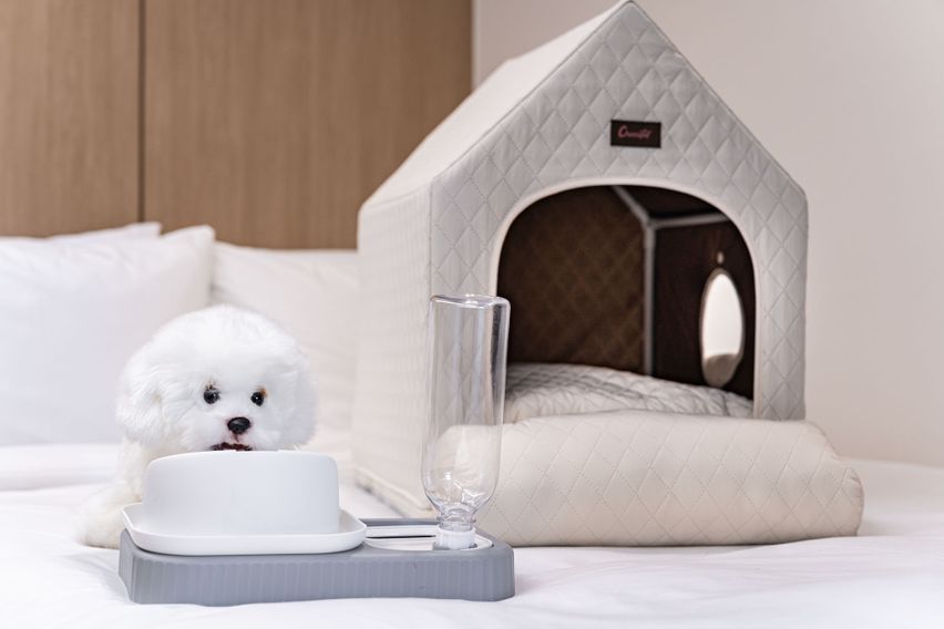 범일역 애견동반호텔 0번째 이미지