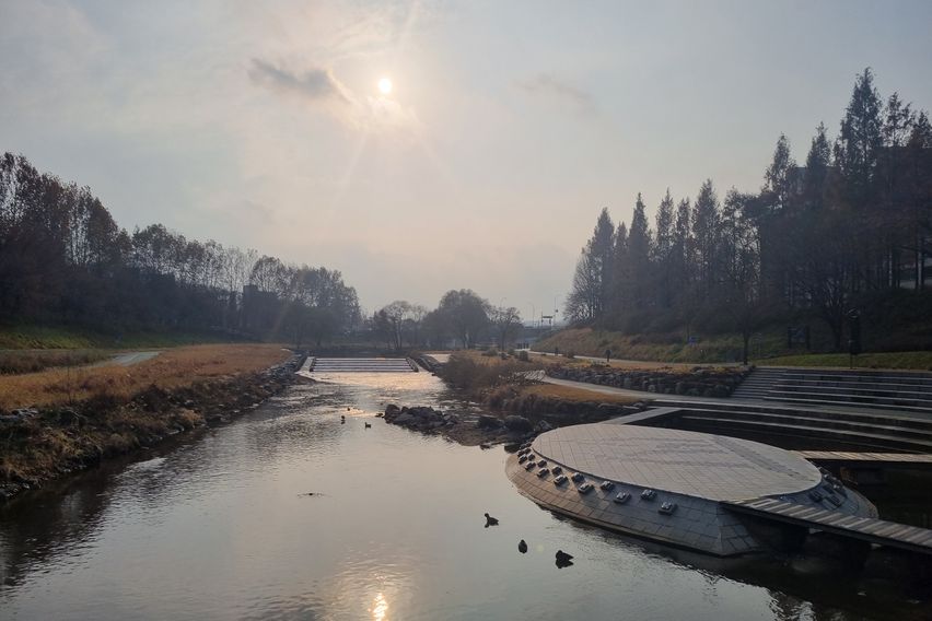강남,서초,양재천 벚꽃