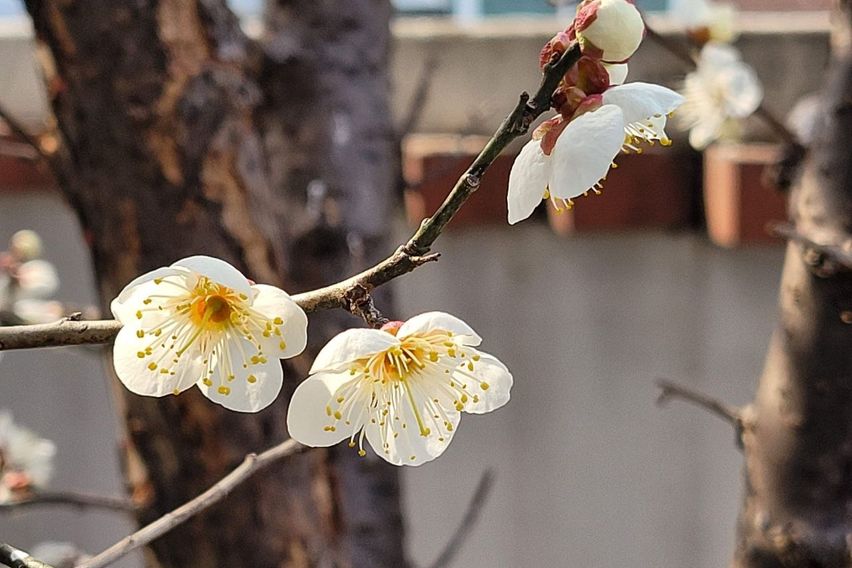 매화나무 있는 집 1층 0번째 이미지