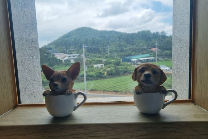 애월다래네입니다 9번째 이미지