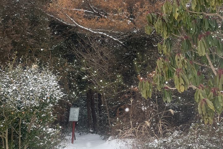 한라산 맑은 숲속 힐링 3번째 이미지