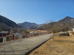 레몬밤 7번째 이미지