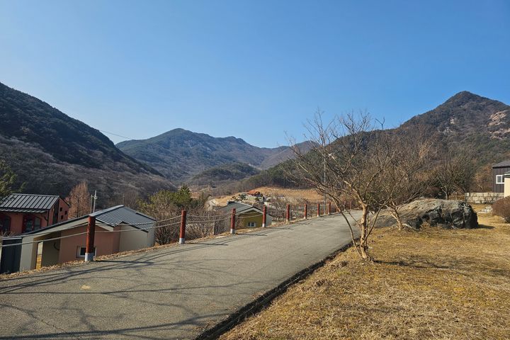 레몬밤 7번째 이미지