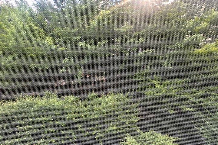 루피네 5번째 이미지
