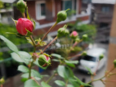 Haebangchon detached house – women only 7th image