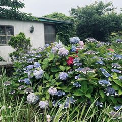 Suddenly Jeju: Cloud Building Unit Image