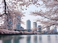 석촌 강남 잠실 대치동 18번째 이미지